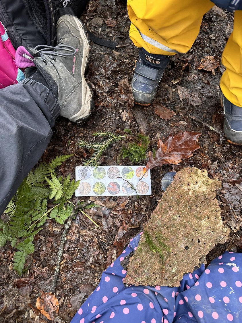 Waldbingo der Löwenzähne